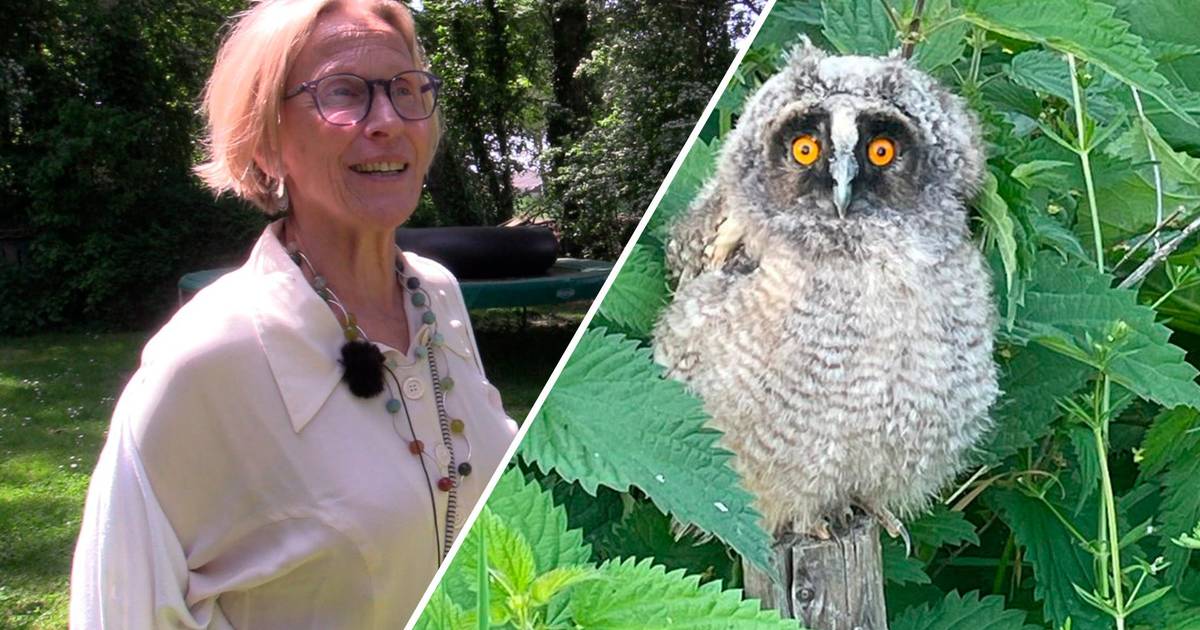 Op zoek naar uilskuikens in Tine's theetuin in Lewedorp: ‘Ik zag ineens twee ‘lillekerds’’