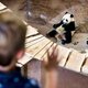 Waarom de panda’s in Ouwehands Dierenpark maar niet willen paren
