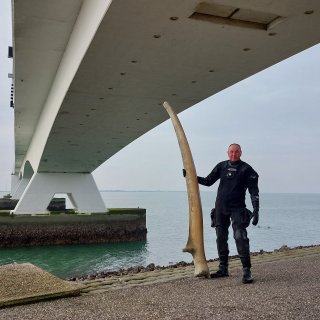 Whale jaw found in Zeeland comes from closed Zoological Museum in Amsterdam