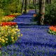 Zin in een leuk uitje? Keukenhof is na twee jaar weer open