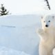 IJsberen zijn dolblij met 26 ton sneeuw in dierentuin