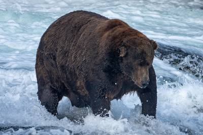 Het is in Alaska weer tijd voor ‘Fat Bear Week’: welke beer wint dit jaar de stemming?