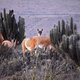Nee, een dier is geen mens, maar de blik van deze guanaco liet mij niet meer los