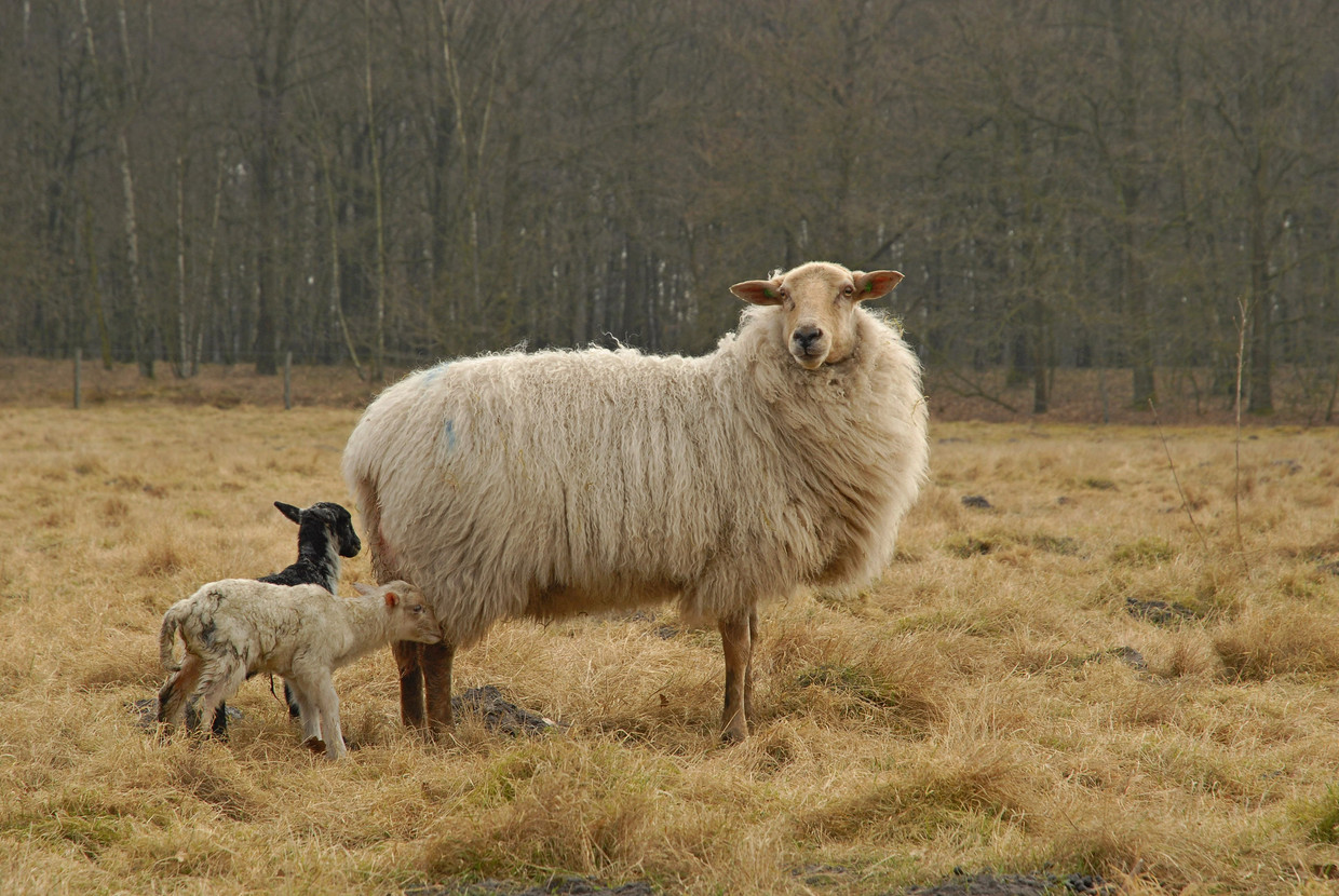 De eerste lammetjes zijn geboren bij De Bergense schaapskooi.