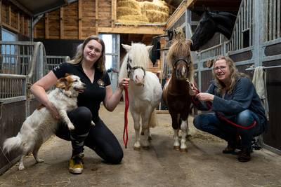 Te klein om op te rijden, maar falabella-paardjes zijn geweldig als therapeut: ‘Ze zijn erg mensvrie