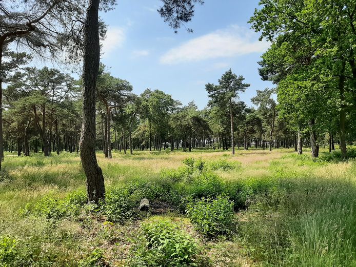 In het bosgebied  tussen de Oude Deventerweg en Tunnelweg in Haarle is een nieuw chaletpark gepland. De geplande uitrit op de Tunnelweg zorgt inmiddels voor veel discussie.