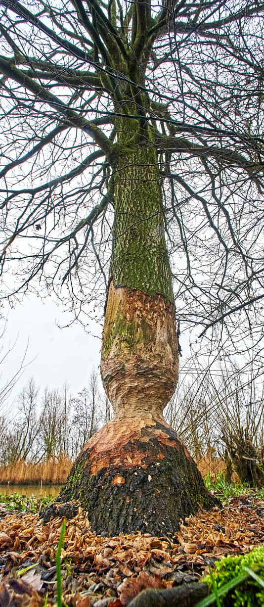 Bomen aan de Meerdijk/Oijenseweg te Oss aangeknaagd door bevers.