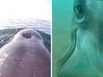 Cette GoPro vous emmène chasser avec un dauphin