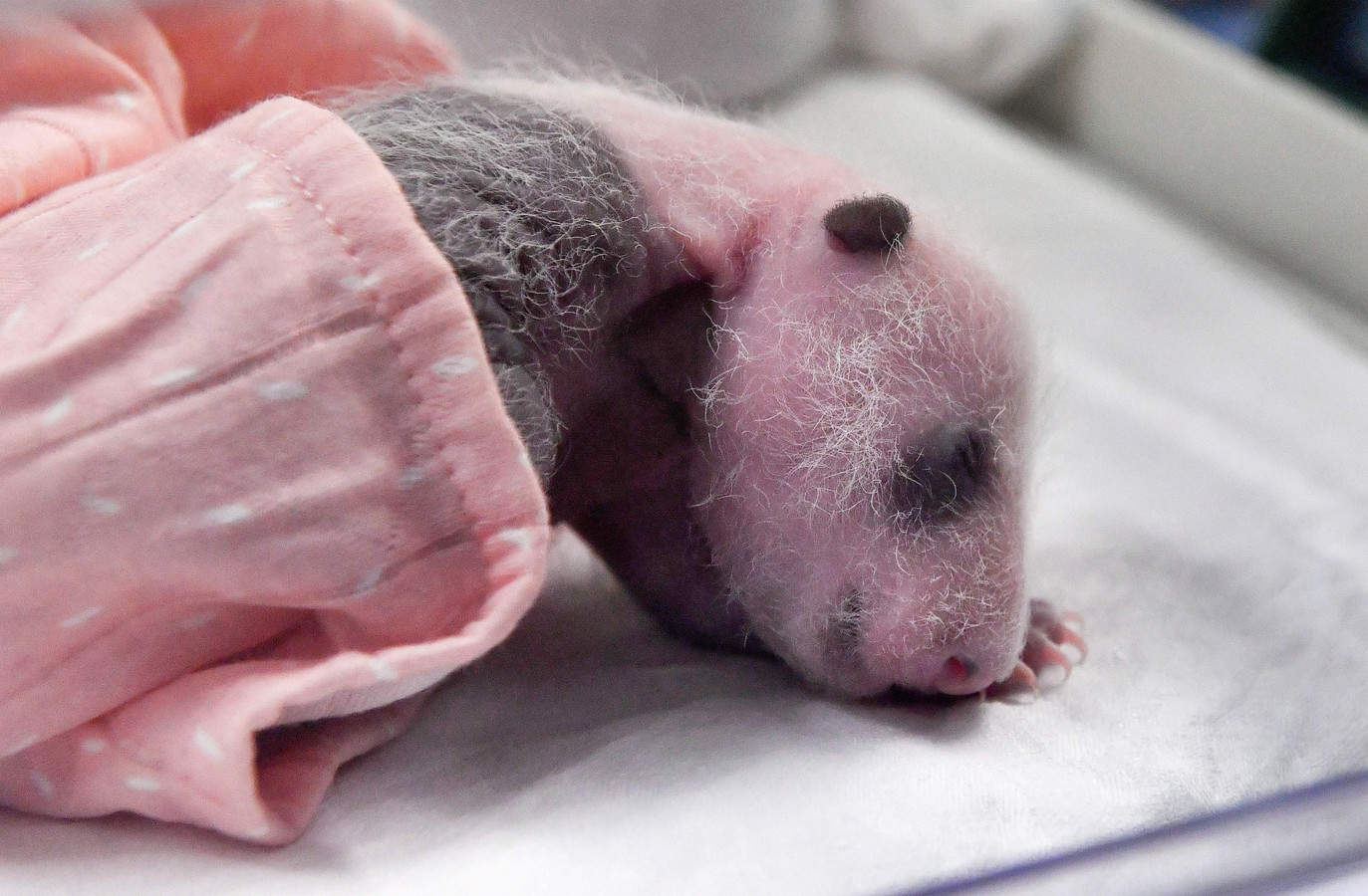 Amper 16 Dagen Oud Maar Immens Schattig Zo Ziet De Babypanda In Pairi 