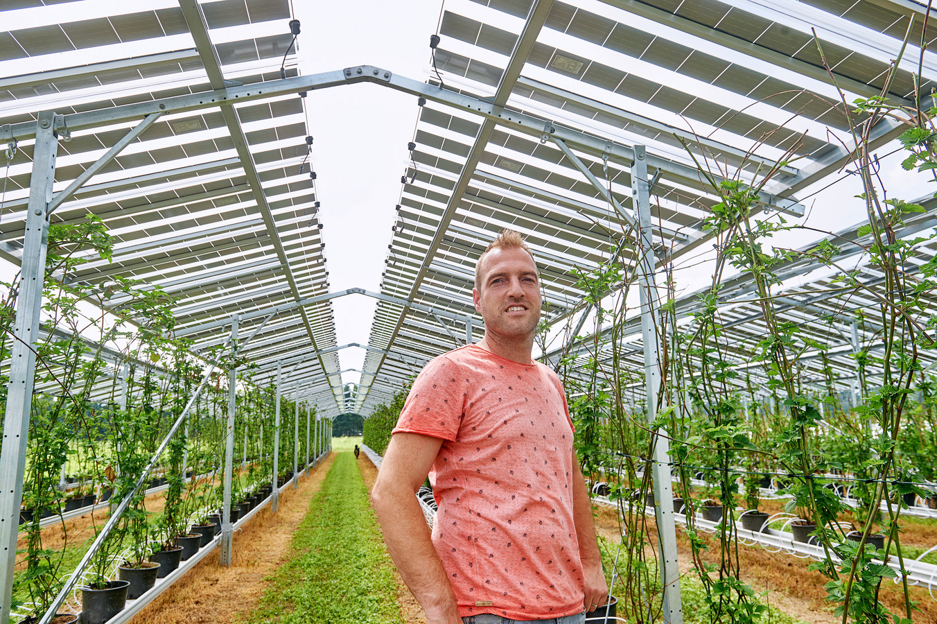 Fruit- en aspergekweker Maarten van Hoof uit Olland heeft zonnepanelen boven zijn gewassen die tevens als paraplu dienen.