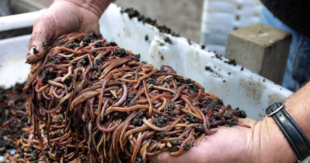 Wormenkweker dreigt na jaren plots te moeten stoppen in Tollebeek: ‘Overlast onacceptabel’