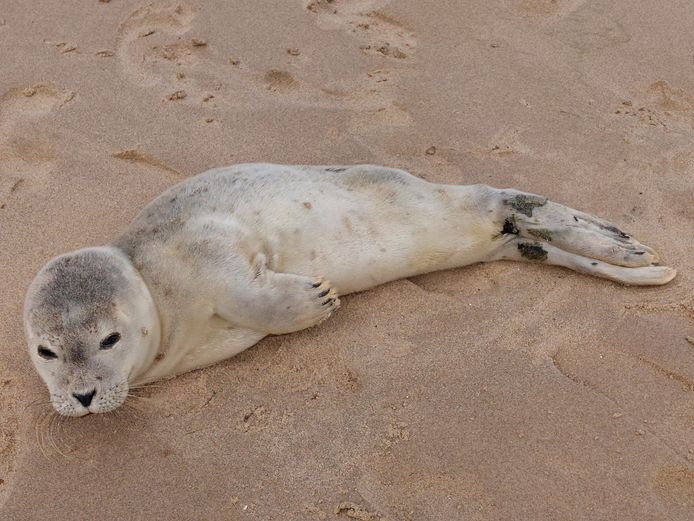 Ook deze schattige zeehondpuppy spoelde de voorbije dagen aan op het strand langs onze kust.