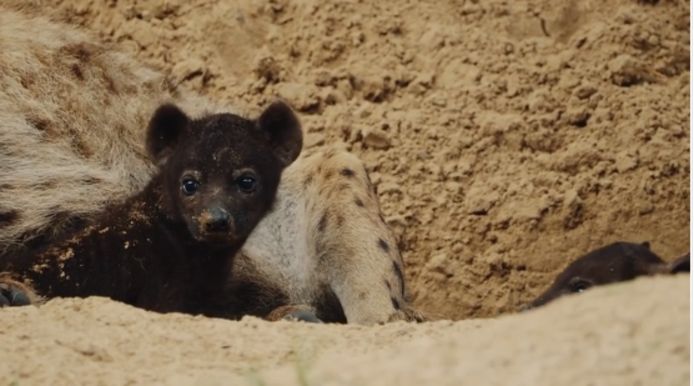 In het Nederlandse dierenpark Beekse Bergen zijn twee hyenapups geboren. De dieren zijn intussen enkele weken oud maar kwamen nu pas vanuit hun hol onder de grond.