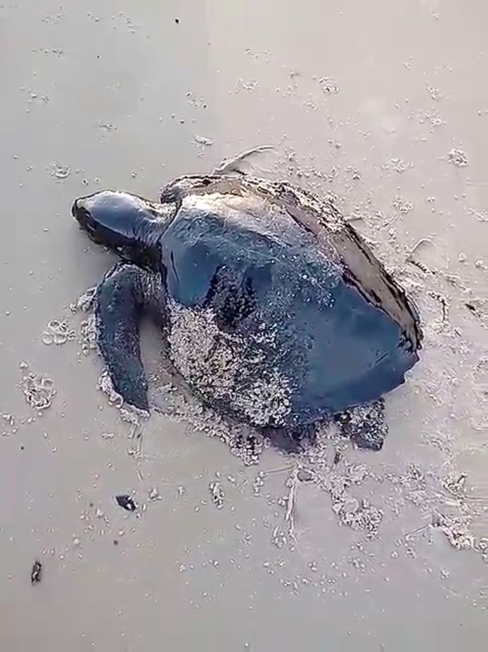 Een met olie besmeurde zeeschildpad op het strand van Itatinga in Alcantara in de deelstaat Maranhão.