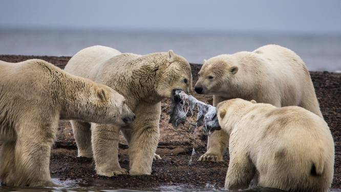 Dorpje in Alaska overspoeld met hongerige ijsberen én toeristen