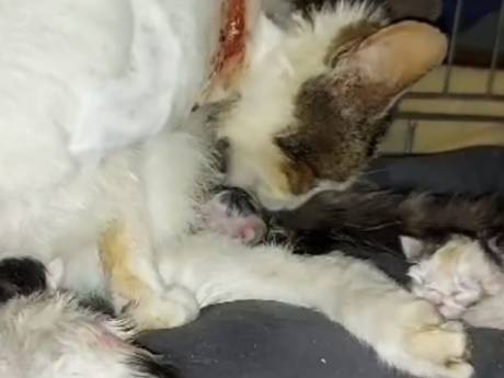 Ernstig mishandelde poes Laki die met tiewrap om nek van straat werd gered, is bevallen van drie kittens