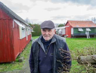 Herman (75) ontwaakt met 27 gestolen duiven minder: “Eentje heeft ooit de Barcelona-vlucht gewonnen... Als die kan ontsnappen, keert ze terug”