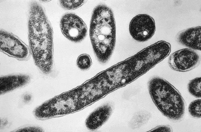 Beeld ter illustratie. De legionellabacterie onder de microscoop.