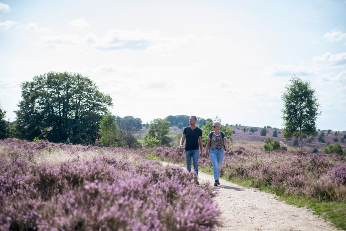 De heide staat in volle bloei. Dat trekt vele bewonderaars naar de Sallandse Heuvelrug, zoals hier aan de kant van Nijverdal.