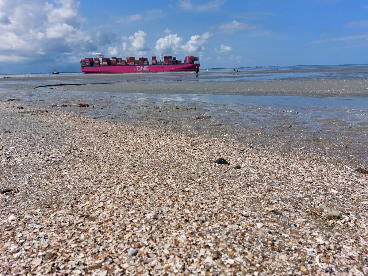 Struinen, speuren en peinzen op het strand van De Kaloot | Foto | AD.nl