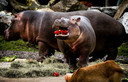 De nijlpaarden in Safaripark Beekse Bergen worden getrakteerd op een feestelijk kerstdiner. FOTO ANP / REMKO DE WAAL