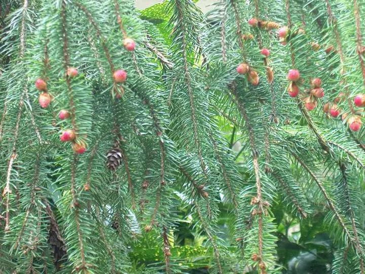 Voorouder rukken Groen Veel mensen kiezen toch voor de dure Deense nordmann' - 'Kunstkerstboom is  op zijn retour' - Amsterdammers nemen een boom uit Budel mee | Foto | ed.nl