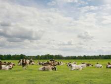 Limburgse Peelboeren kloppen aan in Brabant; volgens rechter mag dat