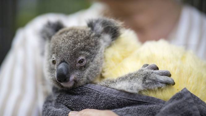 Kids halen met Zapp Your Planet 1,5 ton op voor door branden bedreigde koala's