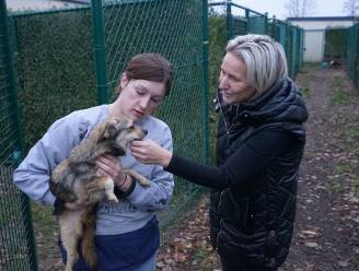 Dierencentrum Waasland bekommert zich om 26 verwaarloosde honden: “En nu proberen voor elk dier een goede thuis te vinden”