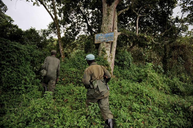 Parkwachters op zoek naar een groep gorilla's in Virunga Nationaal Park. Beeld AFP