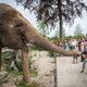 Pairi Daiza overvol: oproep om niet te komen vandaag
