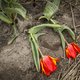 Campagne tegen toeristen tussen de tulpen: ‘Ze lopen soms met een hele groep de velden in’
