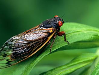 Miljarden cicaden kruipen binnenkort tegelijkertijd uit Amerikaanse grond: “Dit zie je maar 1 keer om de 221 jaar”