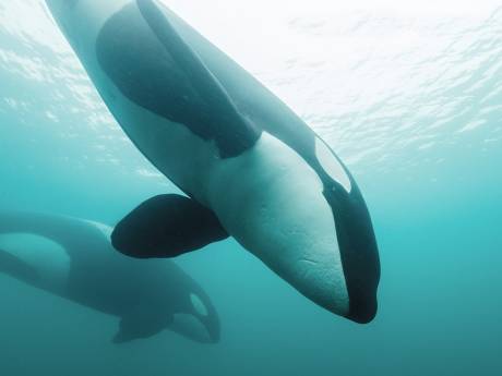 Orka’s bijten opnieuw van zich af: weer een boot tot zinken gebracht
