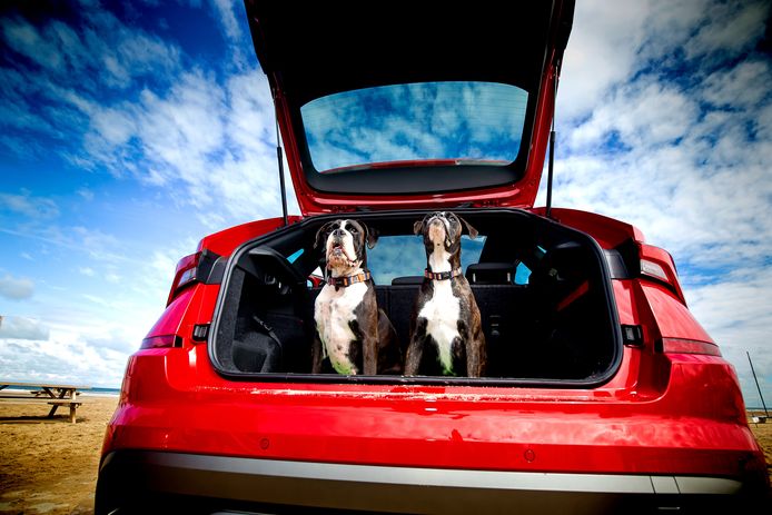 Onze autoredactie ging naar het strand met de boxers Roxy en Skye, teckel Joep én de Ford Puma en Skoda Kamiq.