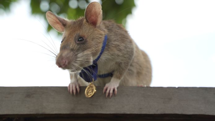 Magawa, een mijnensuffelende rat werkzaam in Cambodja, krijgt de grootste dierenonderscheiding.