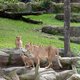 Zoogdieren krijgen verplicht groter verblijf in dierentuinen vanaf 2029
