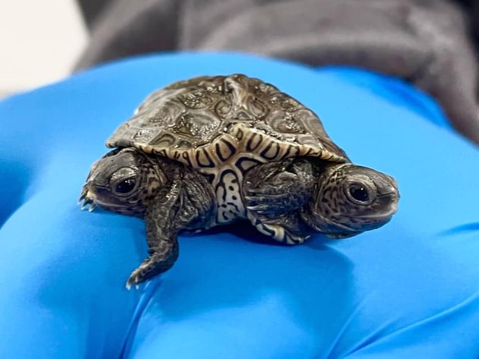 'Je ziet niet dubbel! Deze diamantrugschildpad heeft echt twee hoofden', schrijft het New England Wildlife Center.