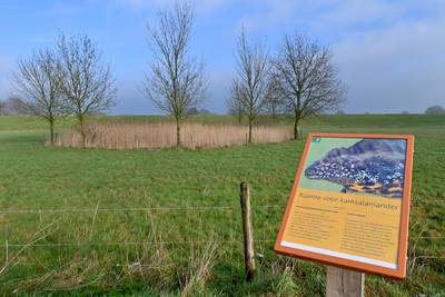Zeldzame kamsalamander in de watten gelegd bij Oeffelt: ‘Van wandelaars heeft ie geen last’