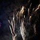 Even mooi, maar diervriendelijk: geluidsarm vuurwerk