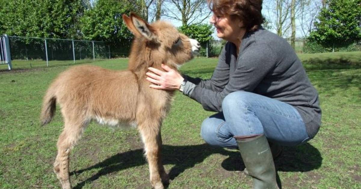 Lucky Arthur Spaans Mini-ezel is net een speelgoedbeestje' | Roosendaal | AD.nl