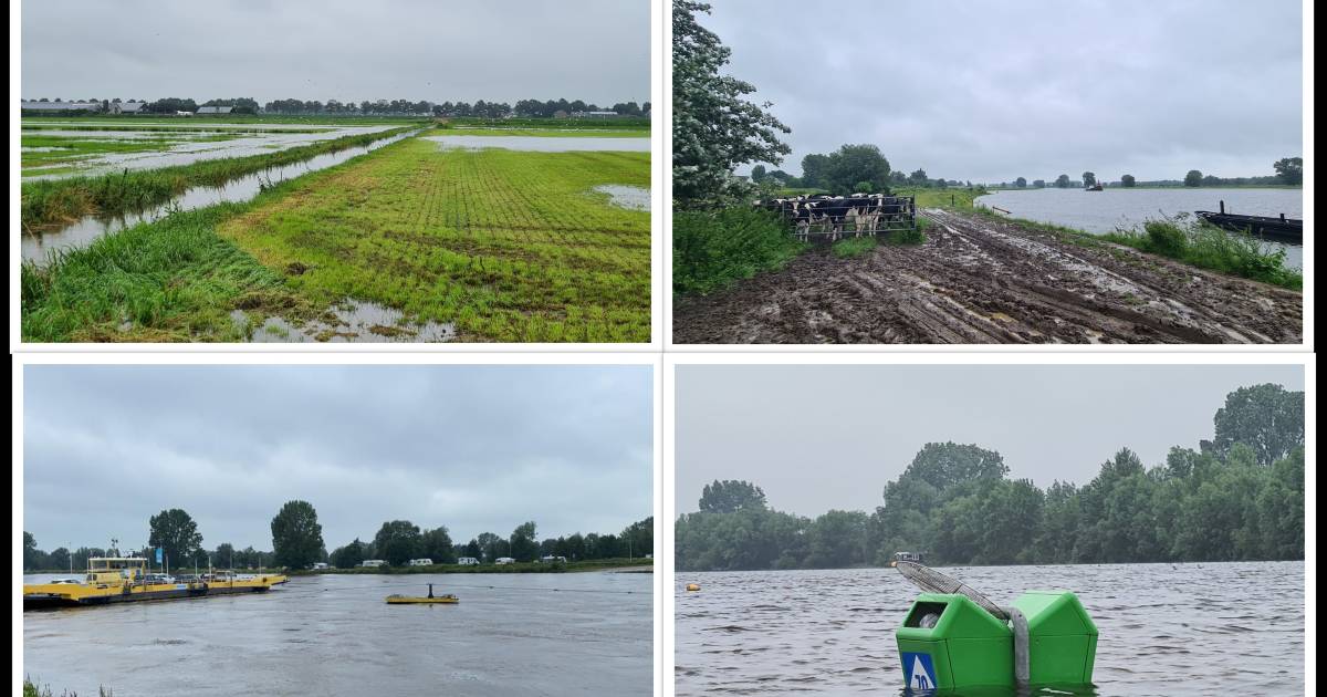 Ook stijgend water in regio Oss: winkel overstroomd, pontjes uit de vaart - BD.nl