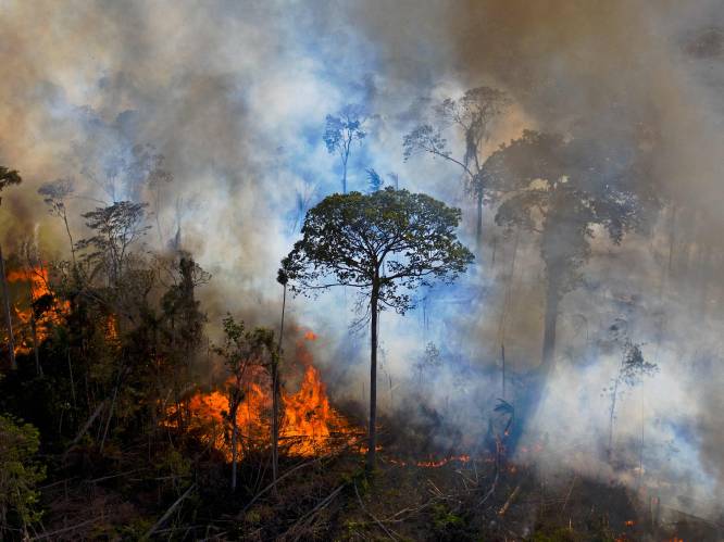 Volgens minister van Milieu kan Brazilië illegale ontbossing beperken met miljard dollar hulp
