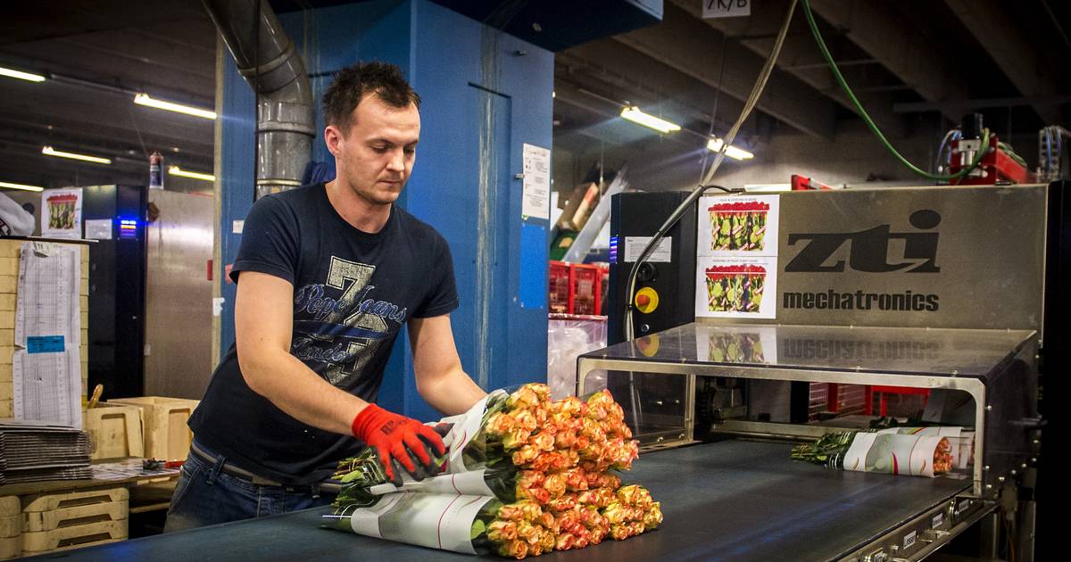 Hoe gevaarlijk is boeket? Bij gemengde bos werden 25 verschillende gifstoffen gevonden