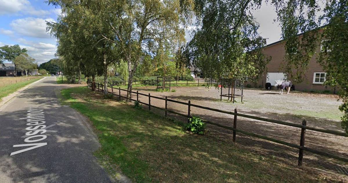 Stieren wijken voor paarden tussen Moergestel en Spoordonk