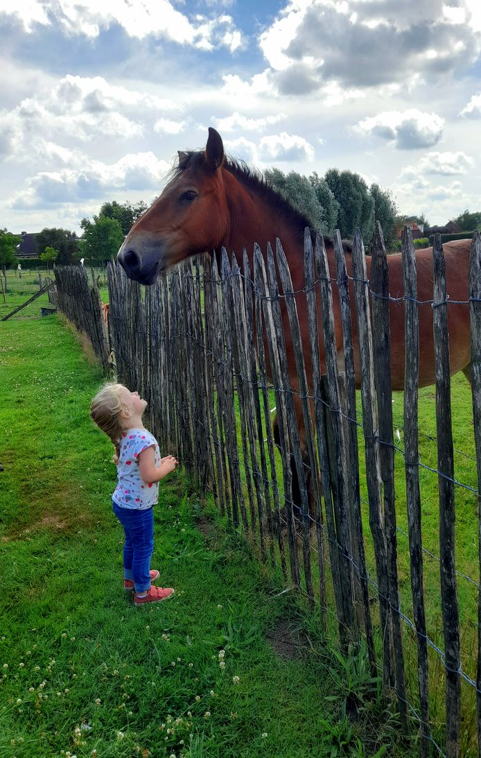 GROTE NEUSGATEN -  Linn is zeer onder de indruk van dit grote paard, hij heeft zulke grote neusgaten. Nog een stukje groeien om het paard te kunnen aaien.