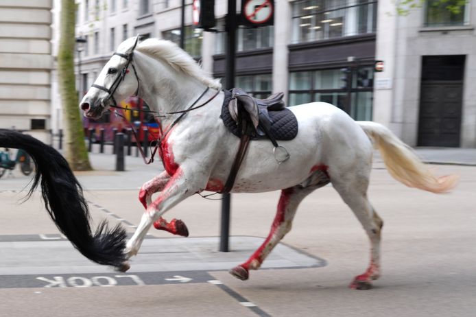 Een van de op hol geslagen paarden in Londen.