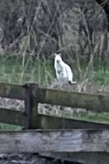 Wat springt daar nou in Ede? Dat lijkt wel een ....! 