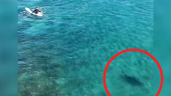 Un drone filme un énorme requin nageant près de surfeurs en Floride