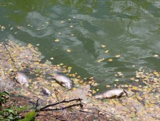Veel meer dode vissen en eenden door de hitte, in Wallonië worden zelfs vissen geëvacueerd om ze te redden